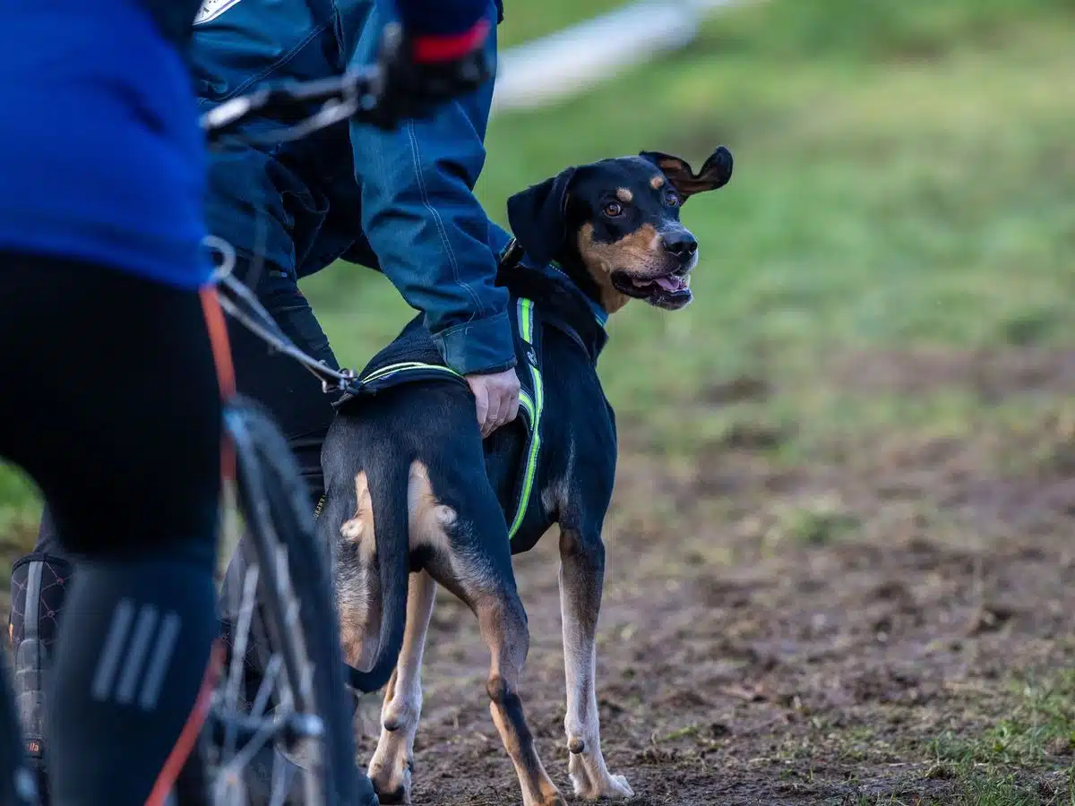 Pratiquer le cani VTT : allier passion pour le vélo et l'amour des chiens